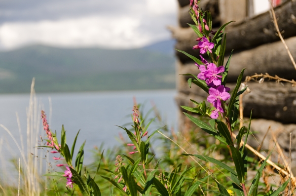 Fireweed