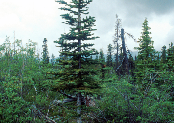 Sub-alpine fir