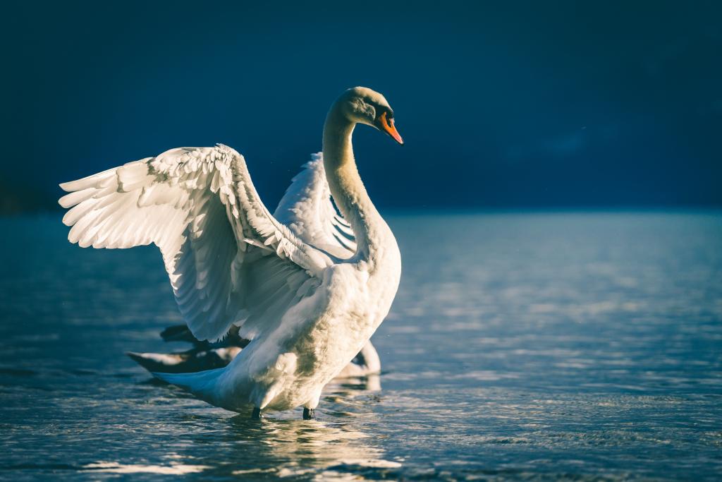 cygne